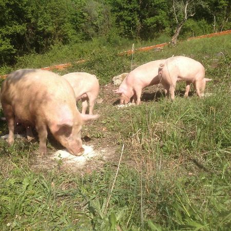 Il Gelso Nero Villa Castelnuovo di Farfa Eksteriør billede