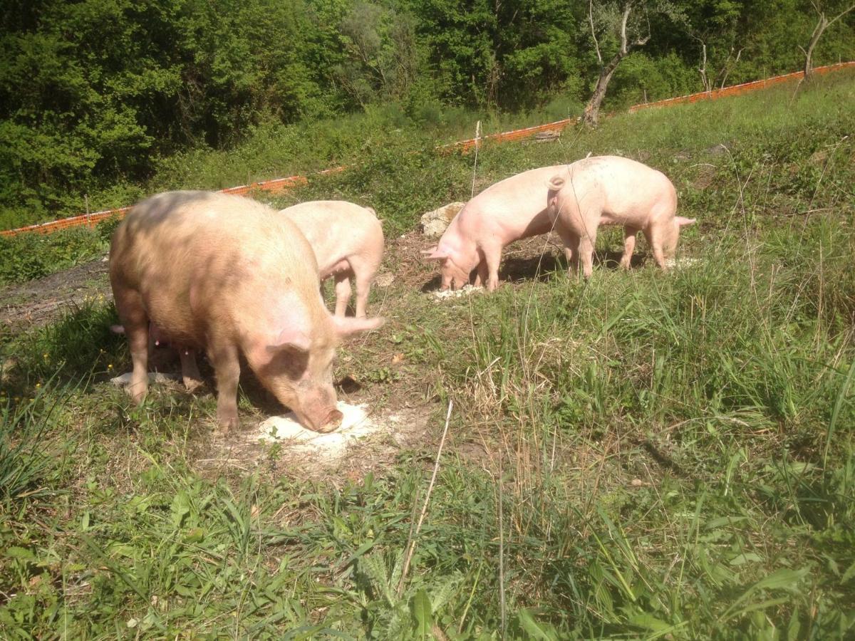 Il Gelso Nero Villa Castelnuovo di Farfa Eksteriør billede